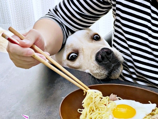 お母さんの焼きそばをガン見！ 漫画のような表情になったテリーくん（画像提供：テリー ラブラドールさん）