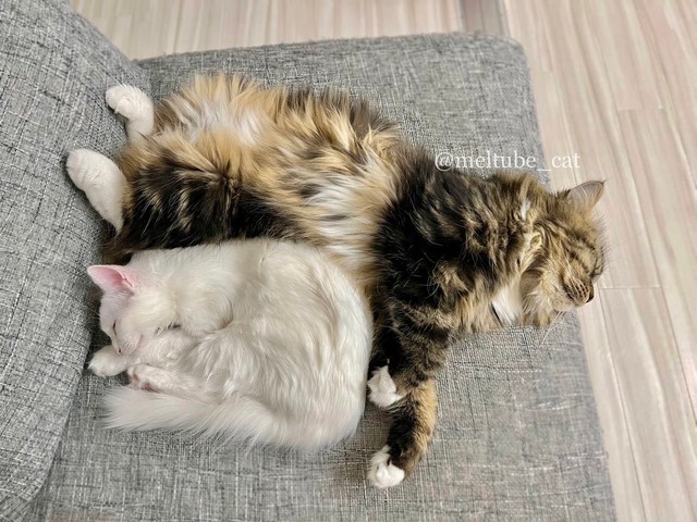 ちょうどいい懐サイズ＝めるちょとまおまおさん（@meltube_cat）提供