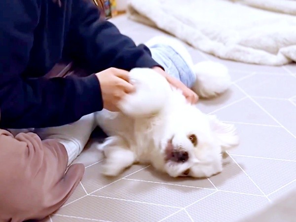 パパの視線に気づいたぷんちくん（画像提供：ペキパグのぷんちさん）