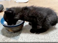 夢中でご飯を食べるクロスケくん（画像提供：いずさん）