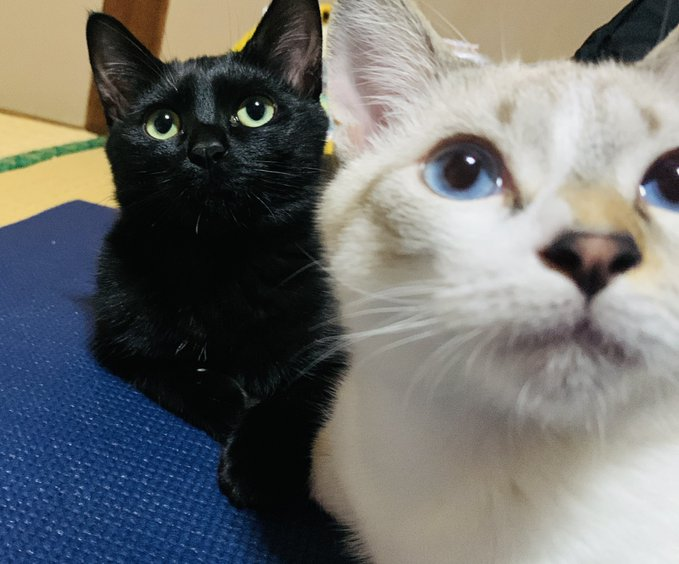 熱い視線を送る2ニャン