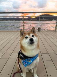 これからも飼い主さんとのお散歩やお出かけを楽しんでくださいね（画像提供：スナナさん）