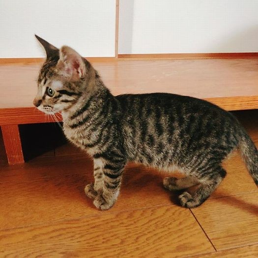 ぬいぐるみのような子猫時代