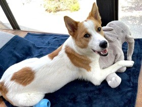 【雑種犬図鑑.６】民家の軒下で生まれた「ペロ」　飼い主と犬音楽カルチャーを創出！