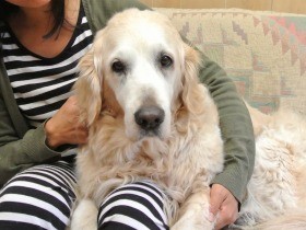 放置された犬を保護して飼育　３カ月後に返還要求、裁判に発展