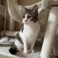 お母さんが短足だって言うにゃ