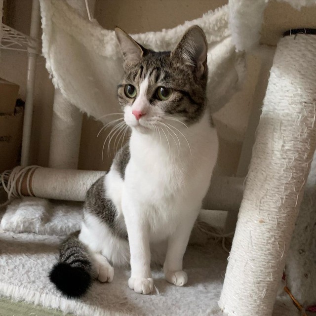 お母さんが短足だって言うにゃ