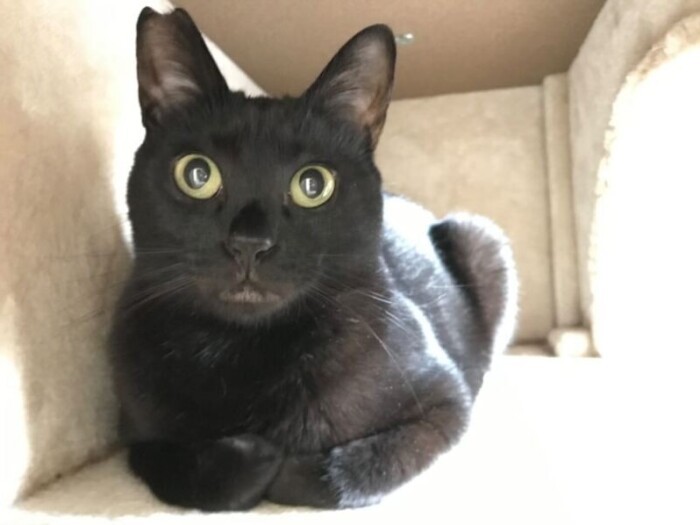 家にきたころの「ウー」