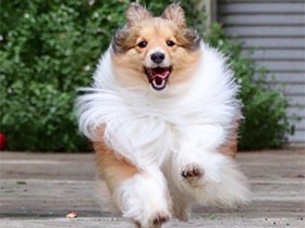 お姉ちゃん待て～　シェルティ「ハニィ」、雨の切れ間に全力疾走