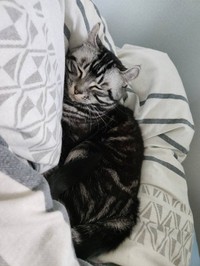 ベッドの上でぐっすりのこめちゃん（提供：こめさん）