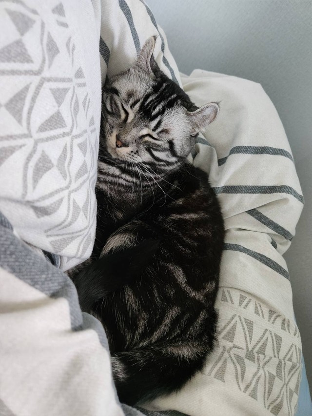 ベッドの上でぐっすりのこめちゃん（提供：こめさん）