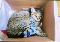 段ボール箱はお気に入りのおばちゃん
