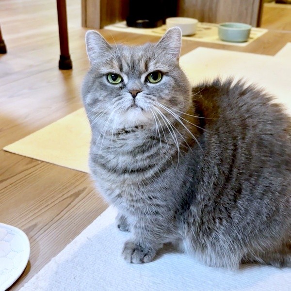 飼い主さんの声かけに応じないひまりちゃん（画像提供：亀ぽまさん）