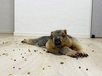 大好きなごはんをまき散らし、お腹いっぱい食べて寝落ちするマーモットさん。可愛い過ぎるテロですね（画像提供：Dr. Marmot - ドクターマーモットさん）