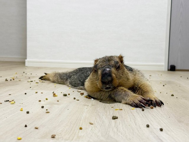 大好きなごはんをまき散らし、お腹いっぱい食べて寝落ちするマーモットさん。可愛い過ぎるテロですね（画像提供：Dr. Marmot - ドクターマーモットさん）