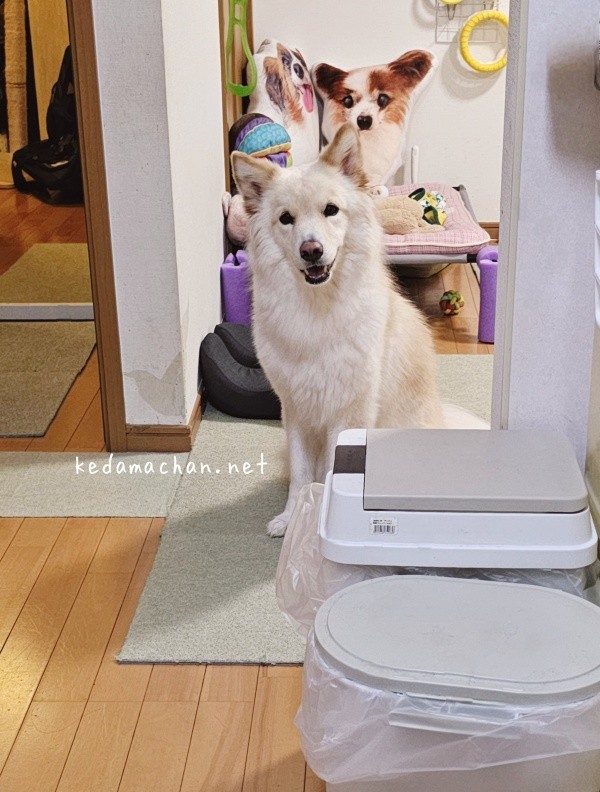 にっこり笑顔のつるちゃん（画像提供：雑種犬つるちゃんと猫さん）