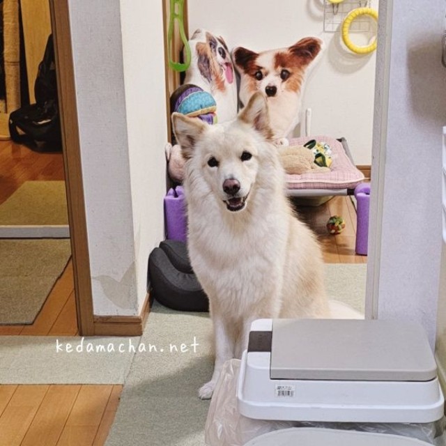 にっこり笑顔のつるちゃん（画像提供：雑種犬つるちゃんと猫さん）
