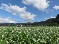 広島県の西城町内に咲く蕎麦（そば）の花。自然豊かな町だ