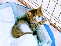 保護当時、ケージのなかで過ごすシエルくん（画像提供：BigBobさん）