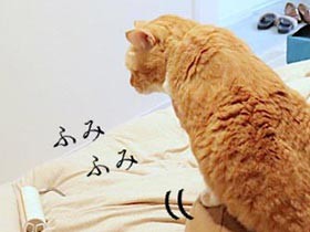 心も体もヒーリンぐ　猫をモフり、ゴロゴロを聞きながら眠る幸せ
