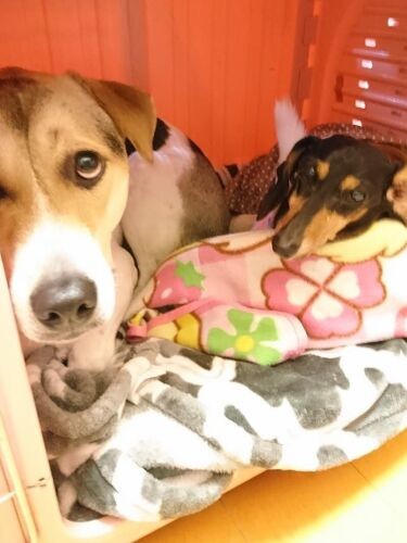 ベルのハウスに入り込んだうしお（かずきさん提供）