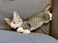 安心してすやすや眠る子猫時代のトラヴィスくん（画像提供：にくきゅうさん）