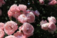 見頃を迎えたバラ（提供：ドイツの森）