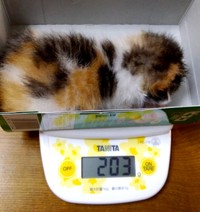 お迎え時、体重わずか203グラムの小ささでした（画像提供：junさん）