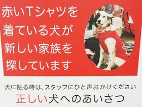 譲渡会に“里帰り”　ハァハァと震え出すのはトラウマのせい？