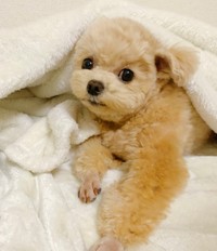 ママ、先にお布団入って温めておいてあげる＝ポメプーふわちゃんさん（@Fuwancho319）提供