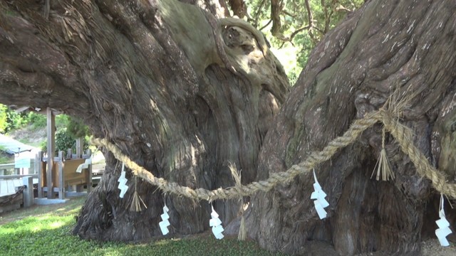 香川県の小豆島にある「宝生院のシンパク」