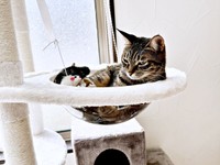 ハンモックでくつろぐ椿ちゃん（画像提供：ねここさん）