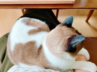 飼い主さんの膝上でくつろぐぽんちゃん（画像提供：マミ太郎さん）