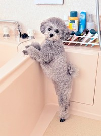 お風呂の3時間前、浴室でスタンバイしているエマちゃん（画像提供：エマです！さん）