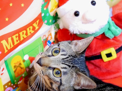 愛猫の初めてのクリスマスで“事故”　出てきた予想外のモノ