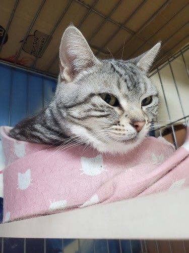 居間の３段ケージの上がお気に入り。よくここで家族の会話を聞いています