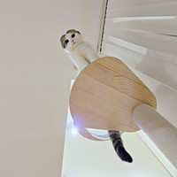 飼い主さんをじっと見下ろすセラくん（画像提供：今日、セラさん）