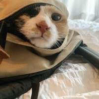 カバンに入って「行かないで」とアピール