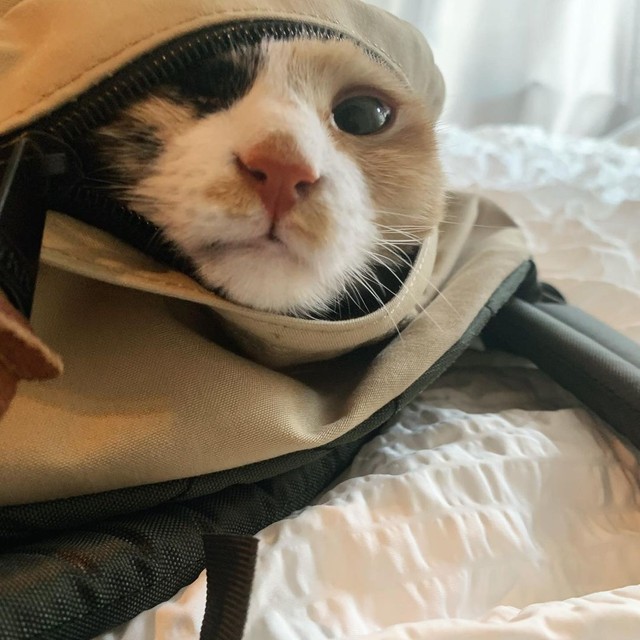 カバンに入って「行かないで」とアピール