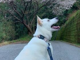2022毎日が発見で賞　雑種犬「ちくわ」