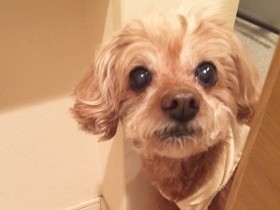 食欲不振の愛犬のために「幻のメニュー」を復活させてみた！