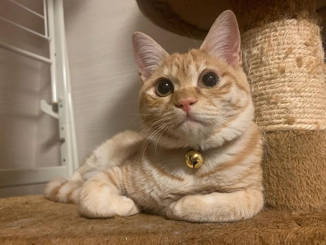 これは縁起がいい！」たった1匹で見つかった生後1週間の子猫は