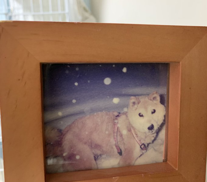 犬と過ごしたこともあるため、猫以外の幸せも願っている