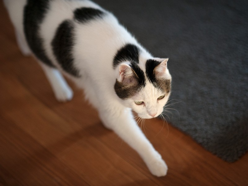 「大福兄ちゃんどこに行っちゃったのかな？」（小林写函撮影）