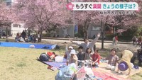 気温上昇の仙台市　錦町公園と西公園は花見客が訪れる