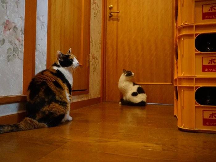 ちょっと何なのこのホッピー。飲みすぎないでね！