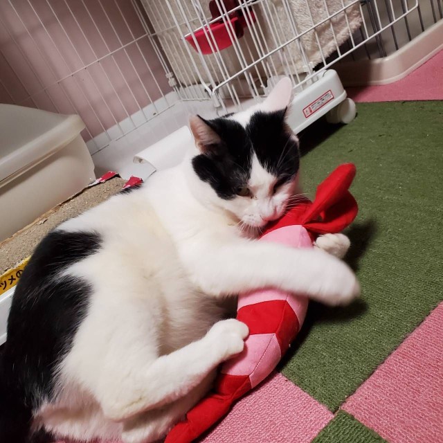 エビさんをけりけりするはっちゃん