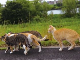 愛おしい「残念すぎるネコ」　撮影者が投影された人間臭さ