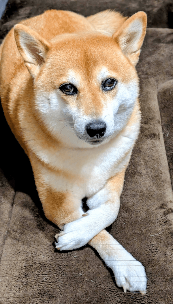 きゅるんとした瞳が愛らしいすずちゃん（画像提供：入間川いぬ散歩会さん）