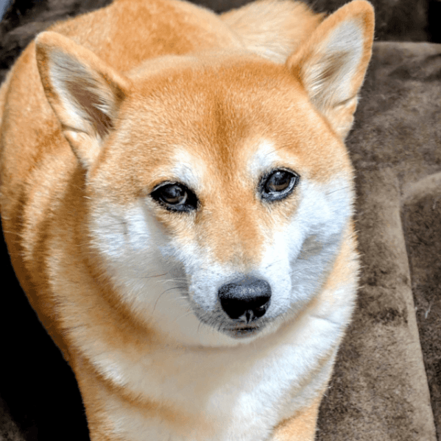 きゅるんとした瞳が愛らしいすずちゃん（画像提供：入間川いぬ散歩会さん）